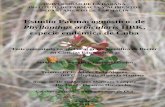 Phyllanthus orbicularis HBK, especie endémica de Cuba