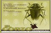 Los tres grandes escarabajos de Europa, presentes en la ...