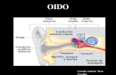 Oído Externo y Medio [Conducto auditivo externo, membrana timpánica, huecesillos]